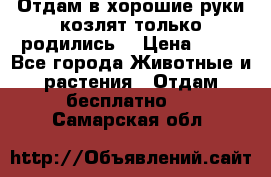 Отдам в хорошие руки козлят.только родились. › Цена ­ 20 - Все города Животные и растения » Отдам бесплатно   . Самарская обл.